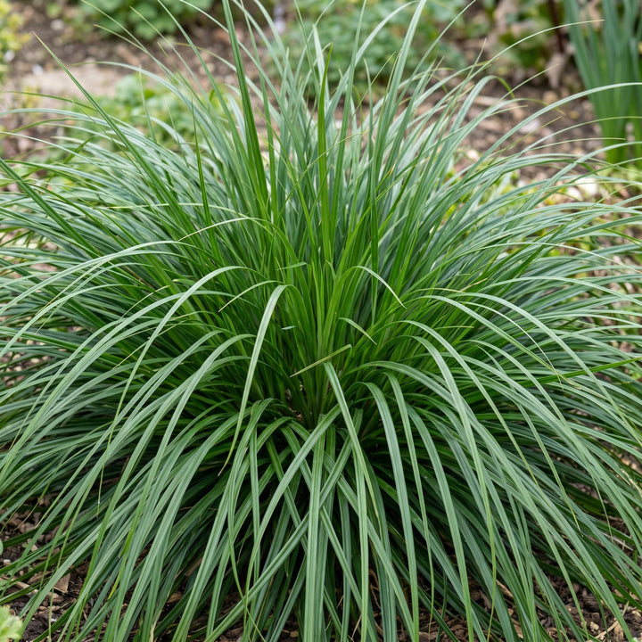 24x Carex oshimensis Evergreen Japanese sedge in 11cm pots - view 5