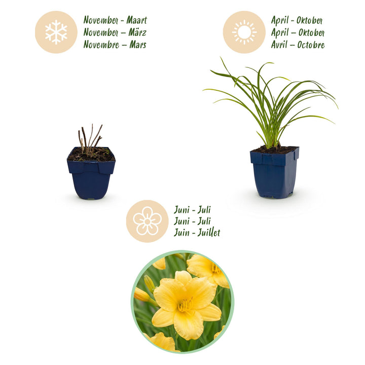 24 Hemerocallis 'Stella de Oro' daylily plants in 11cm pots, 15-25cm tall - view 4