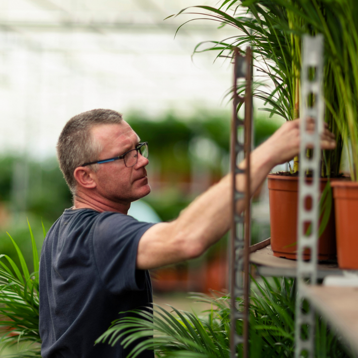 Areca Palm Plant 130cm - Air Purifying Indoor Houseplant