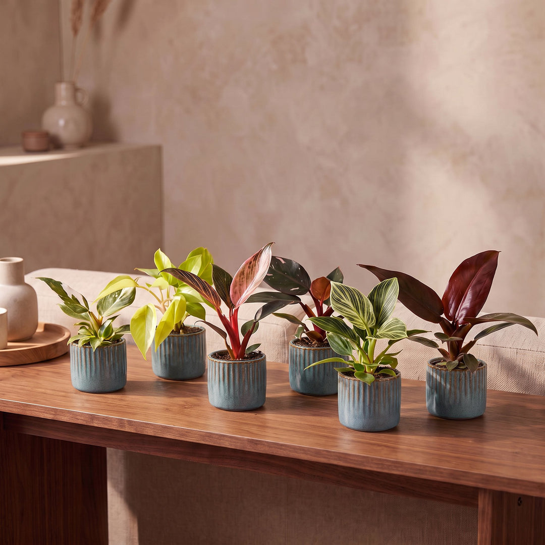 Baby Philodendron Family houseplants, pack of 6, image 3