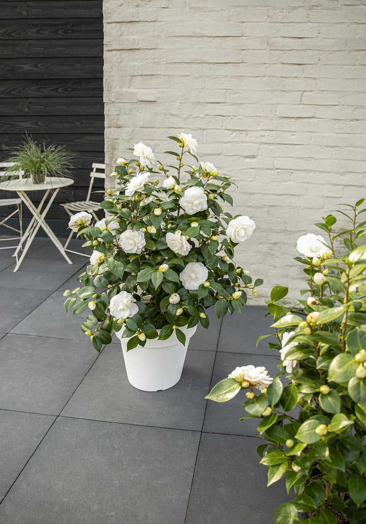 Camellia jap. 'Nuccio's Gem', styled in home setting, by PlantGift.ie