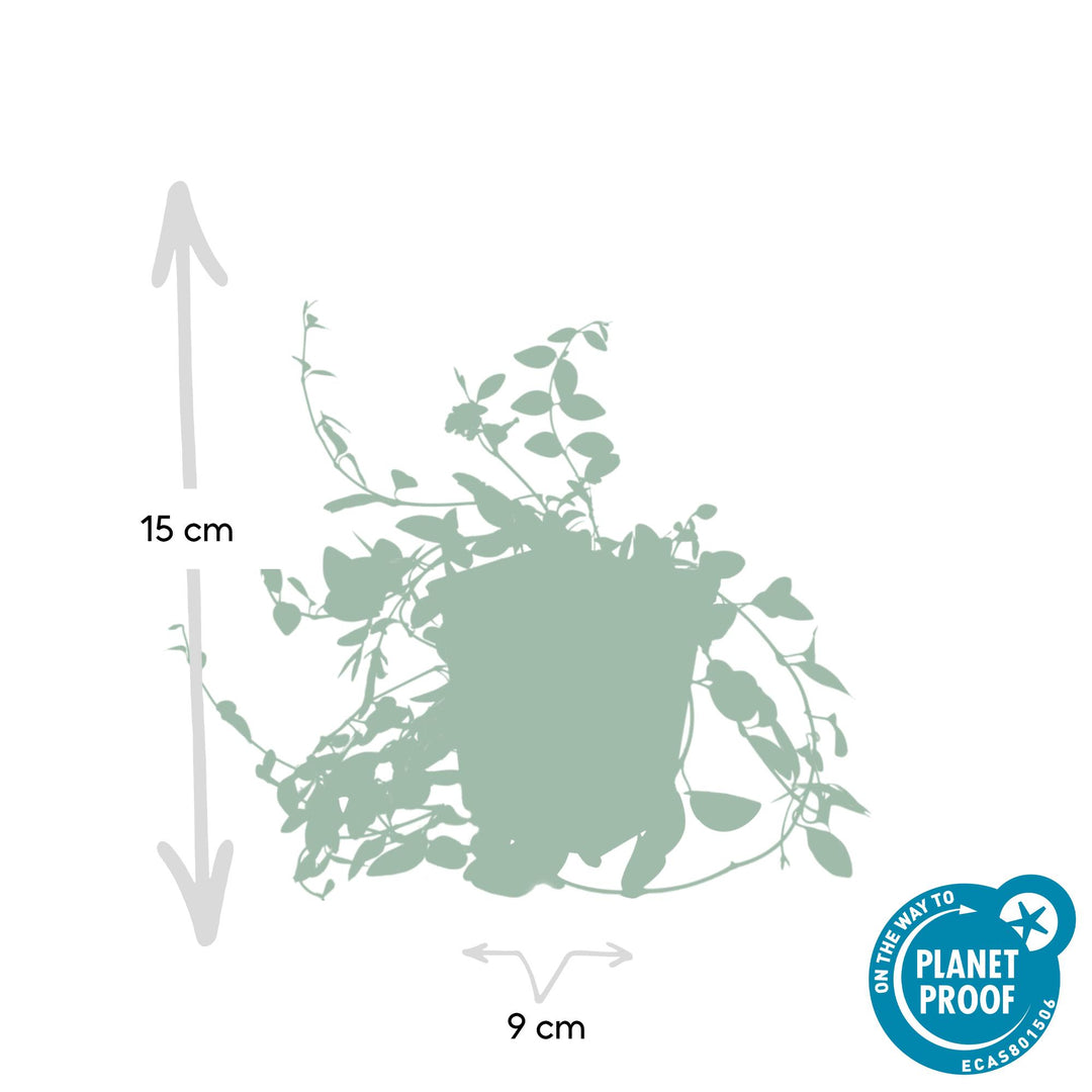 40x Vinca Minor Atropurpurea | Purple Periwinkle Ground Cover | 9cm