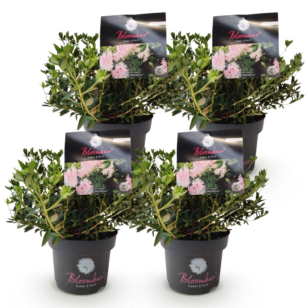 4 Rhododendron Bloombux Light Pink plants in 17cm pots, 30-40cm tall - view 2