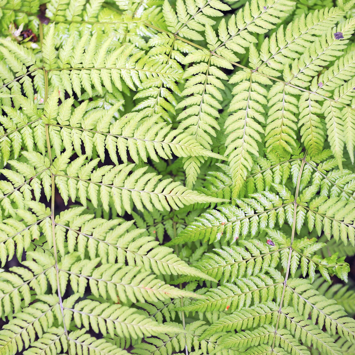 48x Dryopteris filix-mas - ↕10-25cm - Ø9cm