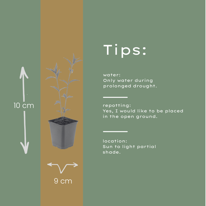 60x Kalimeris incisa 'Blue Star' - ↕10-25cm - Ø9cm