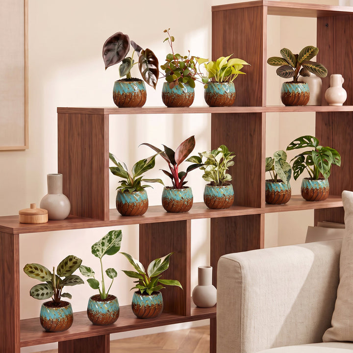 12 Baby Plants Surprise Box tropical plants in Ø6cm pots, image 3