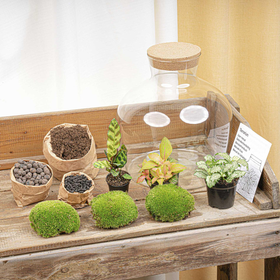 DIY terrarium - Fat Joe Red - ↕ 30 cm - Rake + Shovel + Tweezer + Scissors
