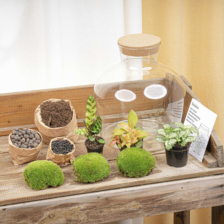 DIY terrarium - Fat Joe Red - ↕ 30 cm - Rake + Shovel + Tweezer + Scissors