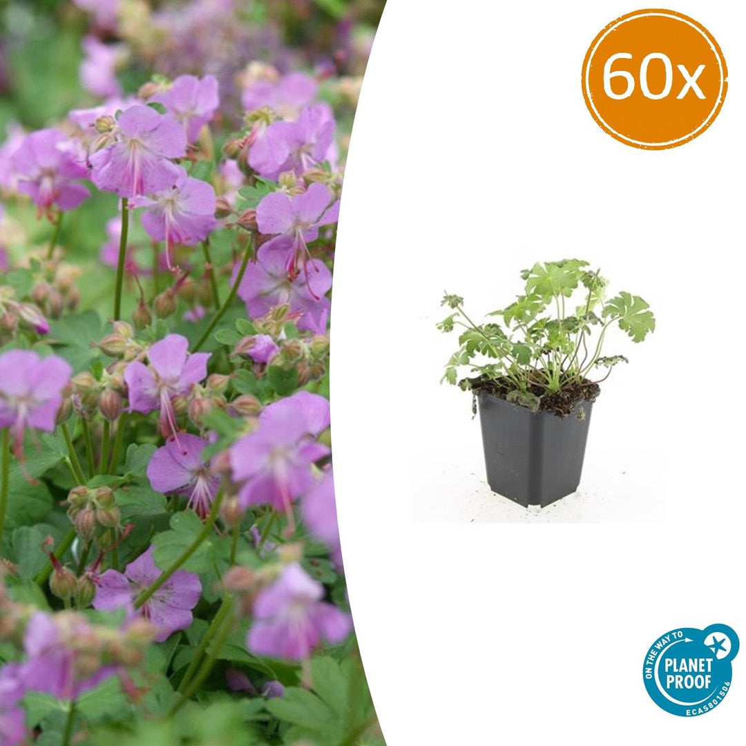 Geranium Cantabrigiense Cambridge - Pink Flowering Groundcover