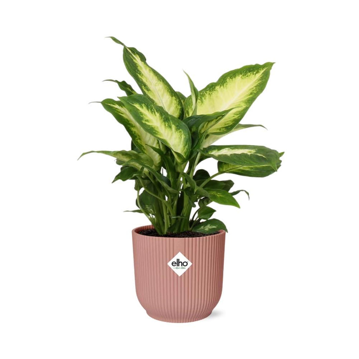 Dieffenbachia Camilla (Dieffenbachia 'Camilla') in a pink ELHO Vibes pot, view 2
