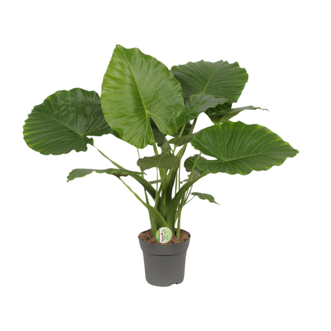 Alocasia Gageana 'California' - Elephant Ear Plant - Ø21cm - ↕80cm