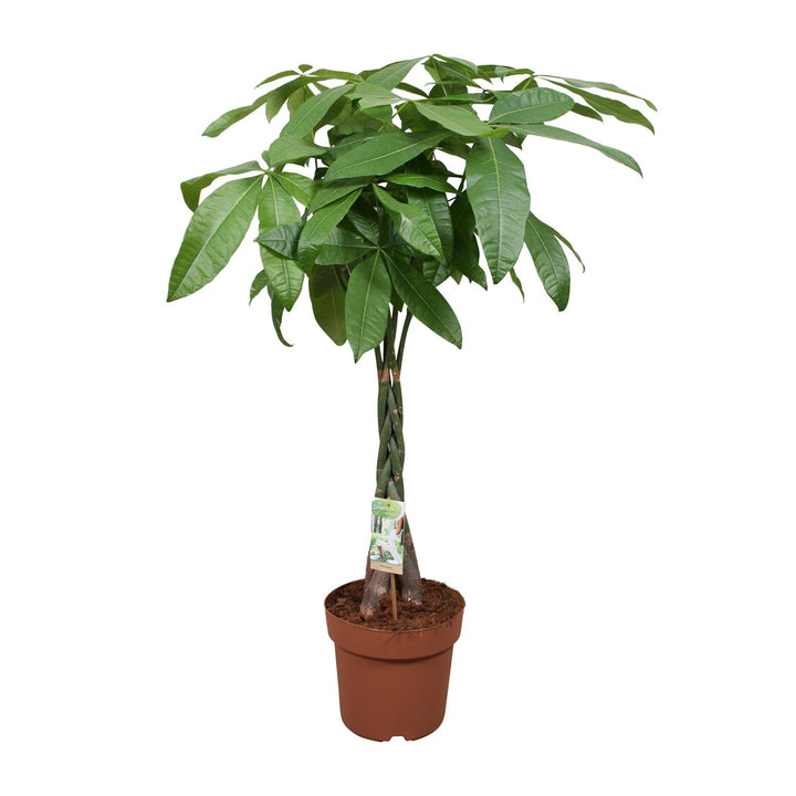 Money Tree Plant - Pachira Aquatica 120cm - Braided Trunk Houseplant