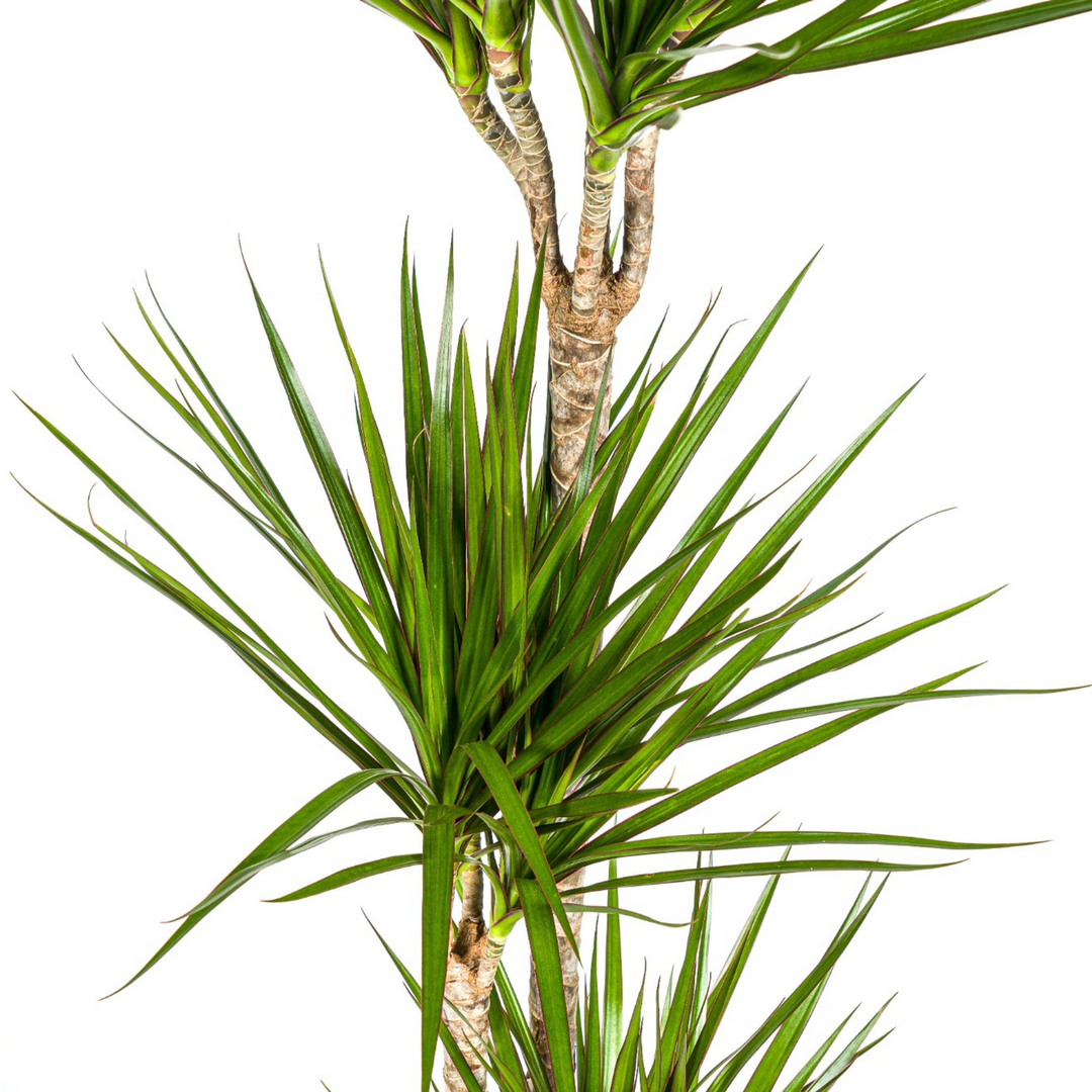 Dracaena Marginata Green 130-150cm — Madagascar Dragon Tree in 24cm pot, with basket