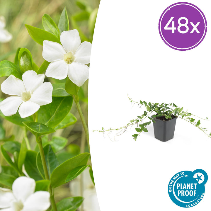 48x Vinca minor 'Alba' white periwinkle in 9cm pots, evergreen ground cover, drought-tolerant and deer-resistant.