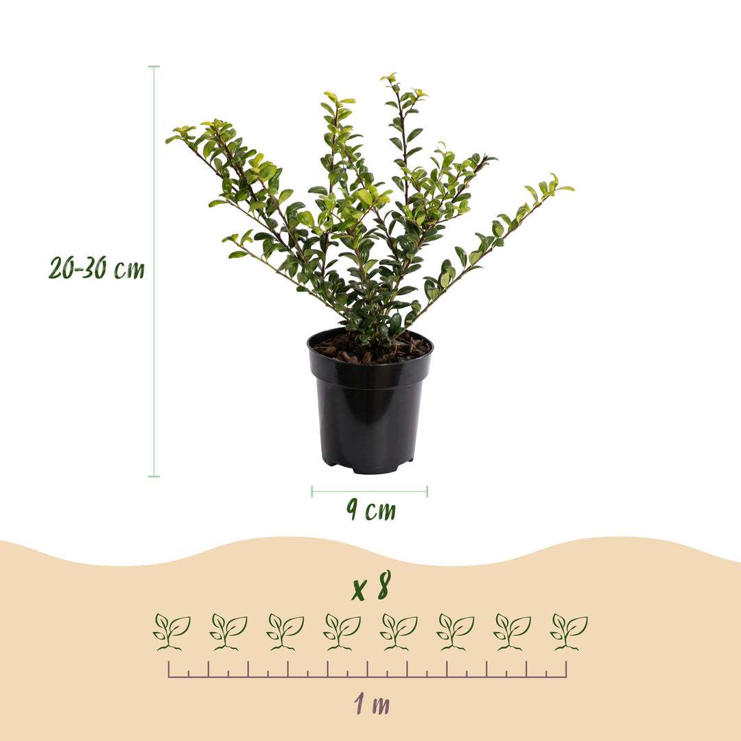 Ilex crenata Golden Gem Japanese Holly hedge plants, pack of 24, image 4