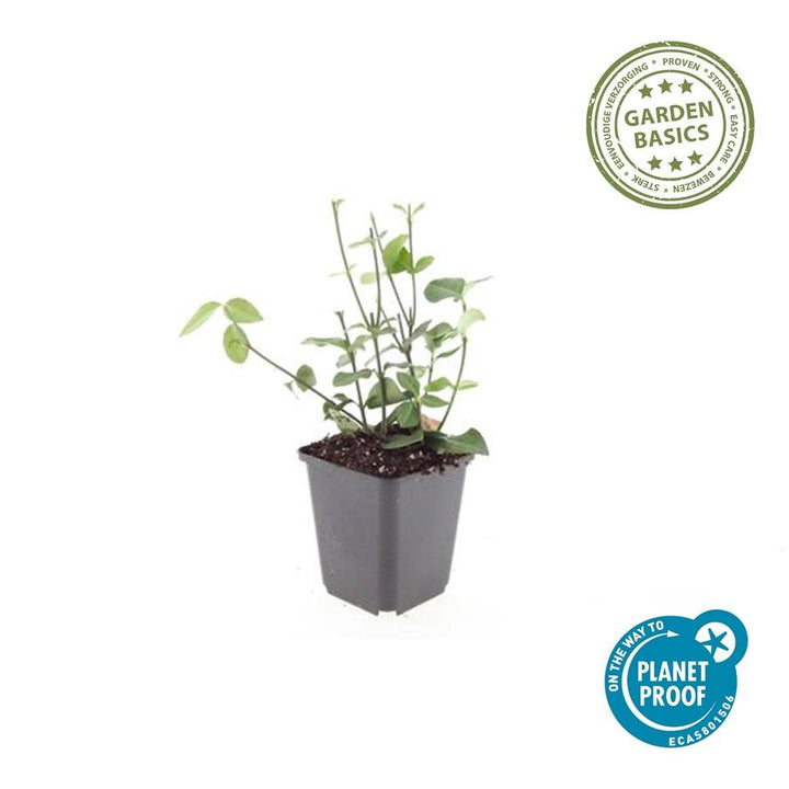 40x Purple Wintercreeper Euonymus fortunei 'Coloratus' 10-25cm — healthy root ball and nursery pot ready to ship from Ireland