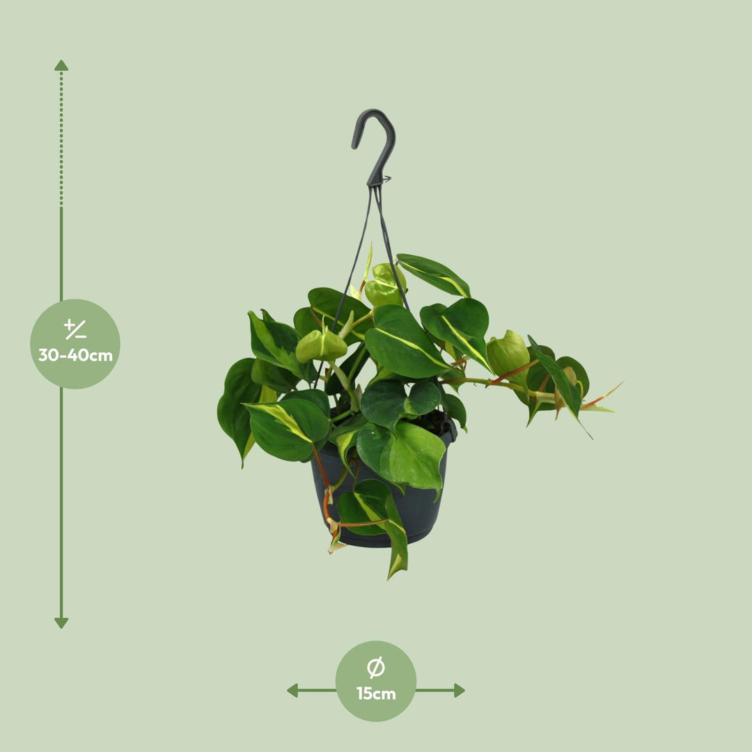 Philodendron Scandens Brasil - 15cm Pot Indoor Houseplant 35cm