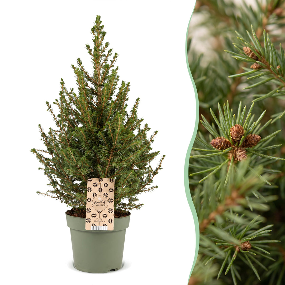Pack of 4 potted dwarf spruce Christmas trees, 65cm in 17cm pots