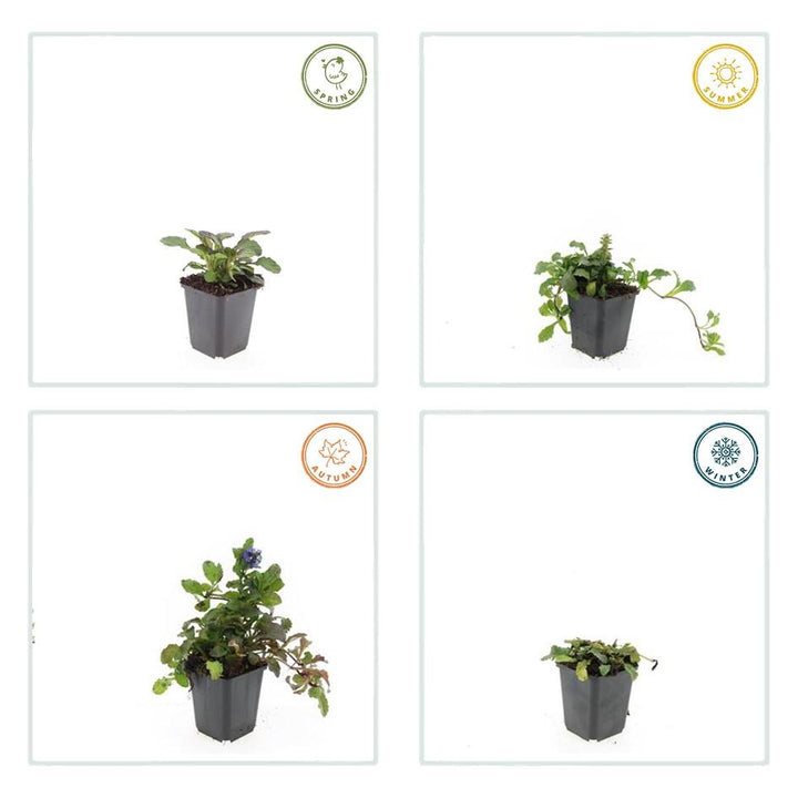 40x Ajuga reptans 'Catlin's Giant' Glossy Purple-Bronze - 9cm Pots