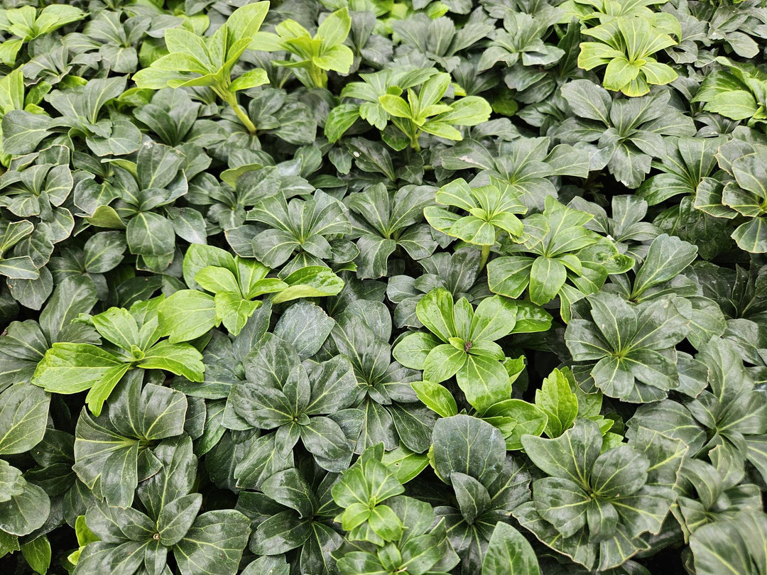 48x Pachysandra terminalis 'Green Sheen' - Evergreen Ground Cover - 9cm Pot