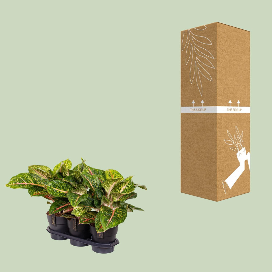 Aglaonema Spring Red Houseplant 60cm - Low Light Indoor Plant