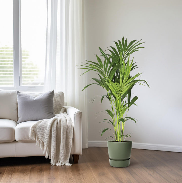 Kentia Palm Howea Forsteriana 130cm - Large Indoor Plant Air Purifier