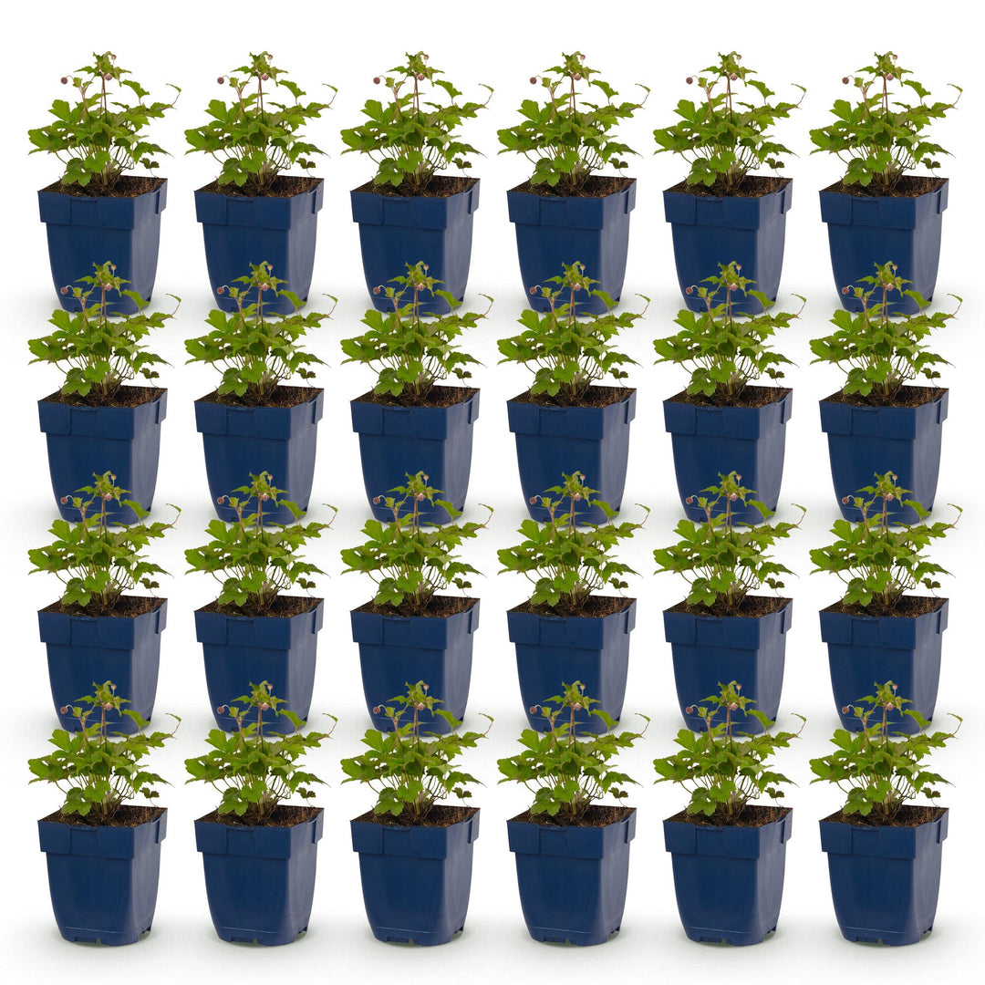 Plante vivace - Anemone hup. Splendens - Anémone d'automne - Ombre - Rose Foncé - 24 Plantes - Pot 11cm - Hauteur 15-25cm