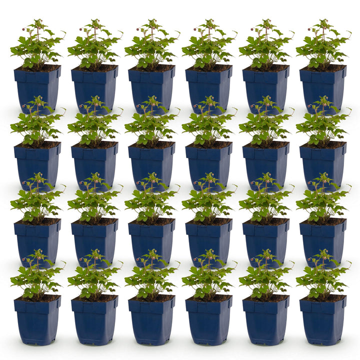 Plante vivace - Anemone hup. Splendens - Anémone d'automne - Ombre - Rose Foncé - 24 Plantes - Pot 11cm - Hauteur 15-25cm