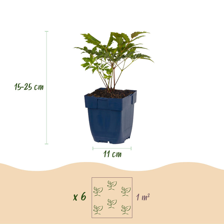 Plante vivace - Astilbe (A) Fanal - Spirée en panicule - Ombre - Rouge - 24 Plantes - Pot 11cm - Hauteur 15-25cm