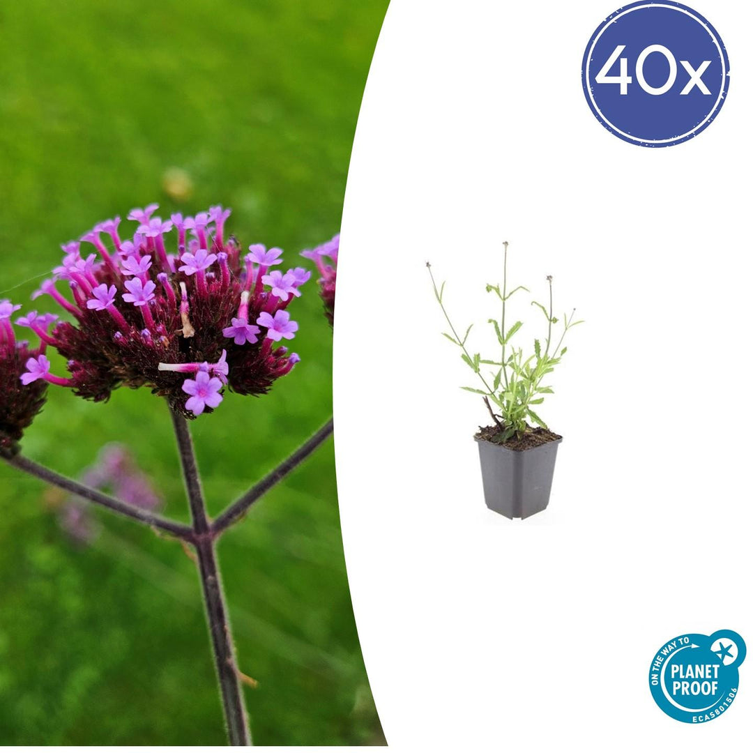 40x Verbena bonariensis 'Lollipop' - Compact Lilac-Purple 10-25cm