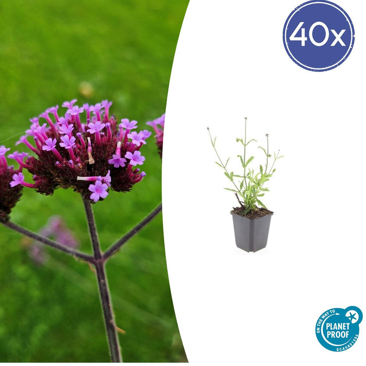 40x Verbena bonariensis 'Lollipop' - Compact Lilac-Purple 10-25cm