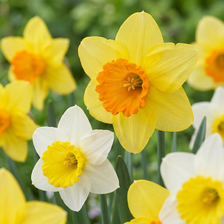 120x Narcissus large Cupped mix - Narcisse à grande couronne en mélange - Jaune et Blanc - Floraison printanière - Calibre 12/14