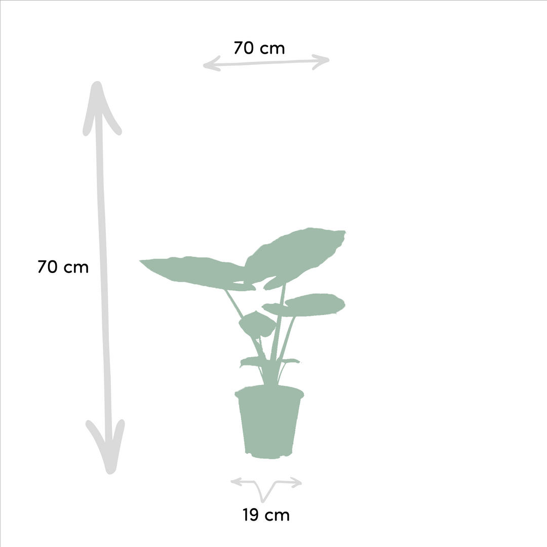 Lush green Strelitzia Nicolai plant with large, tropical leaves from Everspring, ideal for indoor spaces.