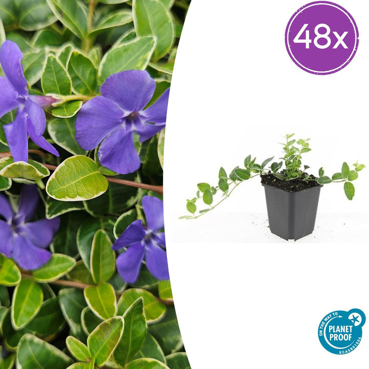 Purple Vinca minor 'Ralph Shugert' plants in black pots, 10-25cm tall, 48-pack by Everspring.