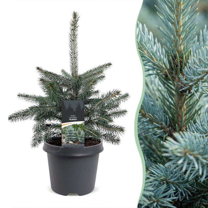Picea pungens Glauca Blue Spruce living Christmas tree in growing pot, approx. 60cm tall