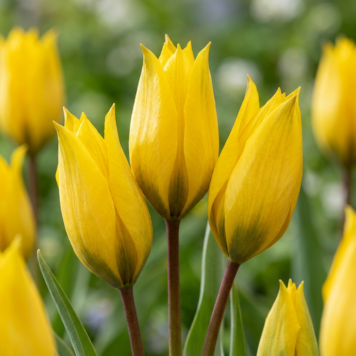 160x Tulipa Sylvestris - Tulipe sauvage - Jaune - Bulbe naturalisant - Calibre 5/6