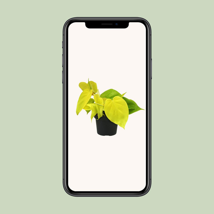 Philodendron Lime - 12cm Pot Indoor Houseplant with Glossy Green Leaves