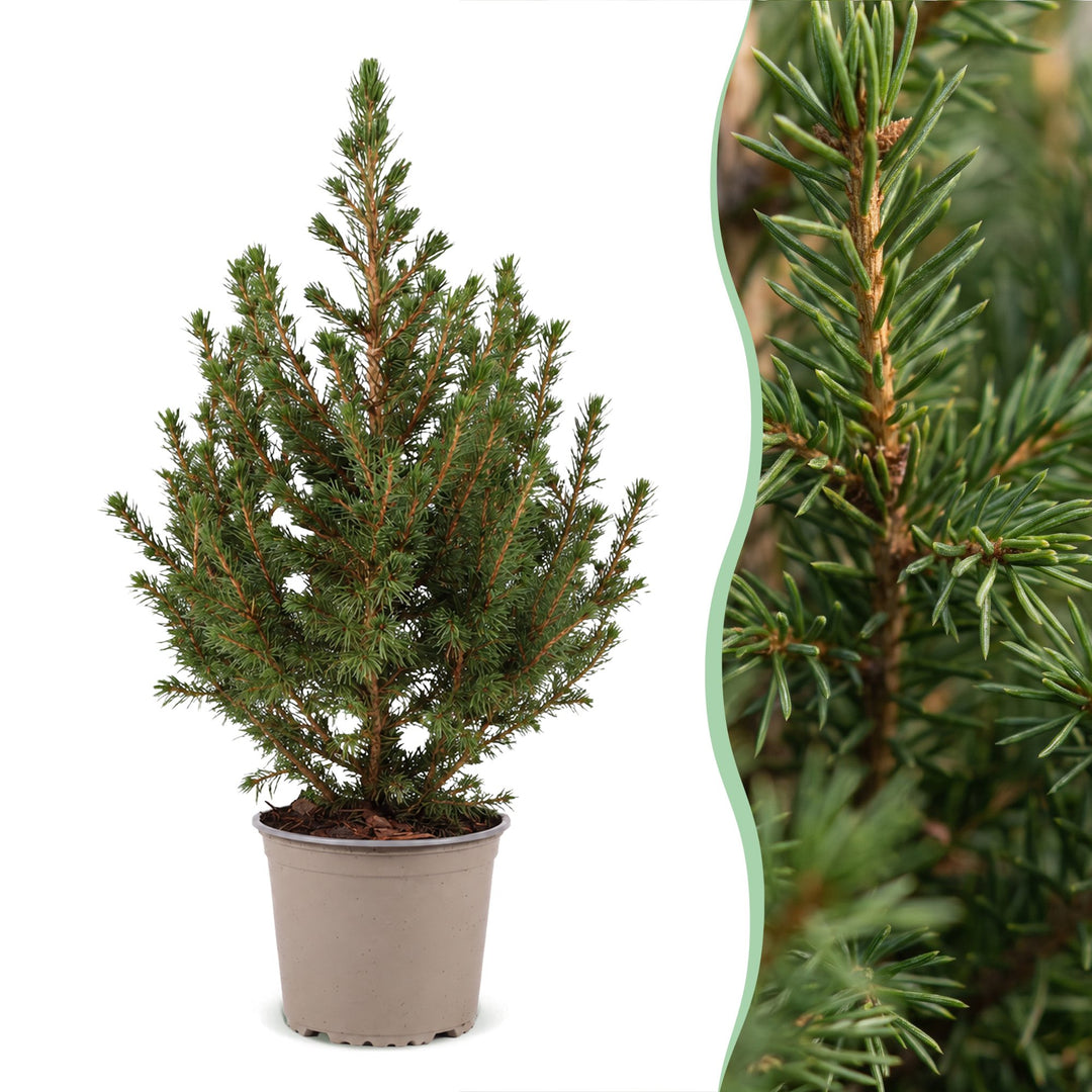 Picea glauca Conica Dwarf Alberta Spruce living Christmas tree in 13cm pot
