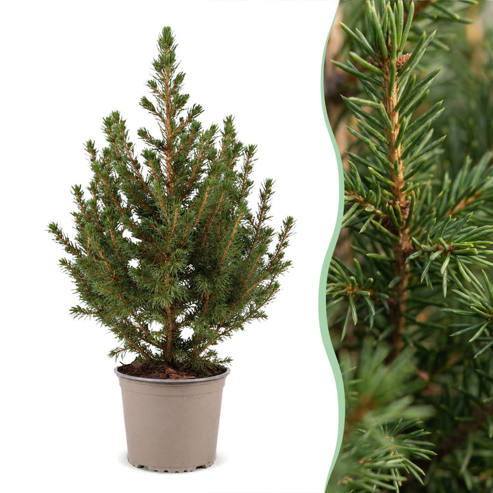 Picea glauca Conica Dwarf Alberta Spruce living Christmas tree in 13cm pot
