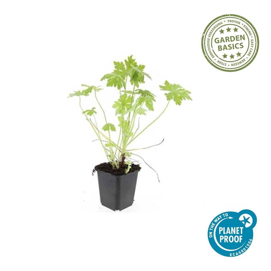 Geranium Macrorrhizum - Hardy Groundcover Plants | 60 Pack