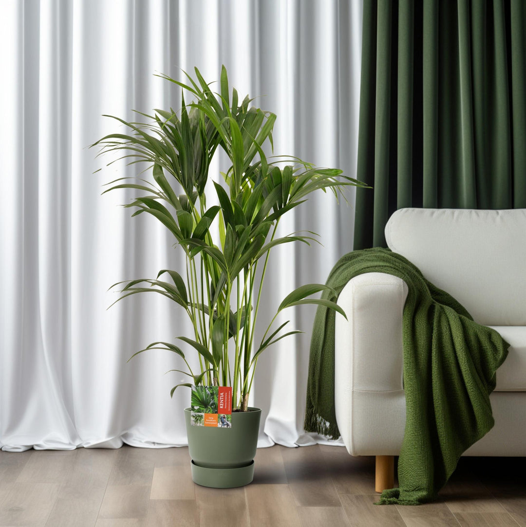 Kentia Palm Howea Forsteriana 120cm - Large Indoor Palm Plant