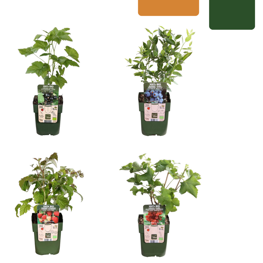 Set of 4 organic fruit plants including blueberries, strawberries, and grapes by Everspring in green pots