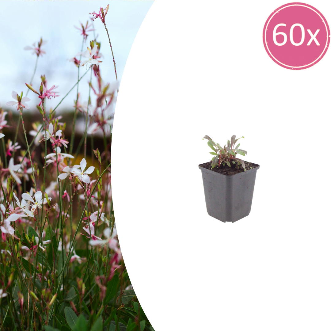 60x Gaura l. 'Siskiyou Pink' - ↕10-25cm - Ø9cm