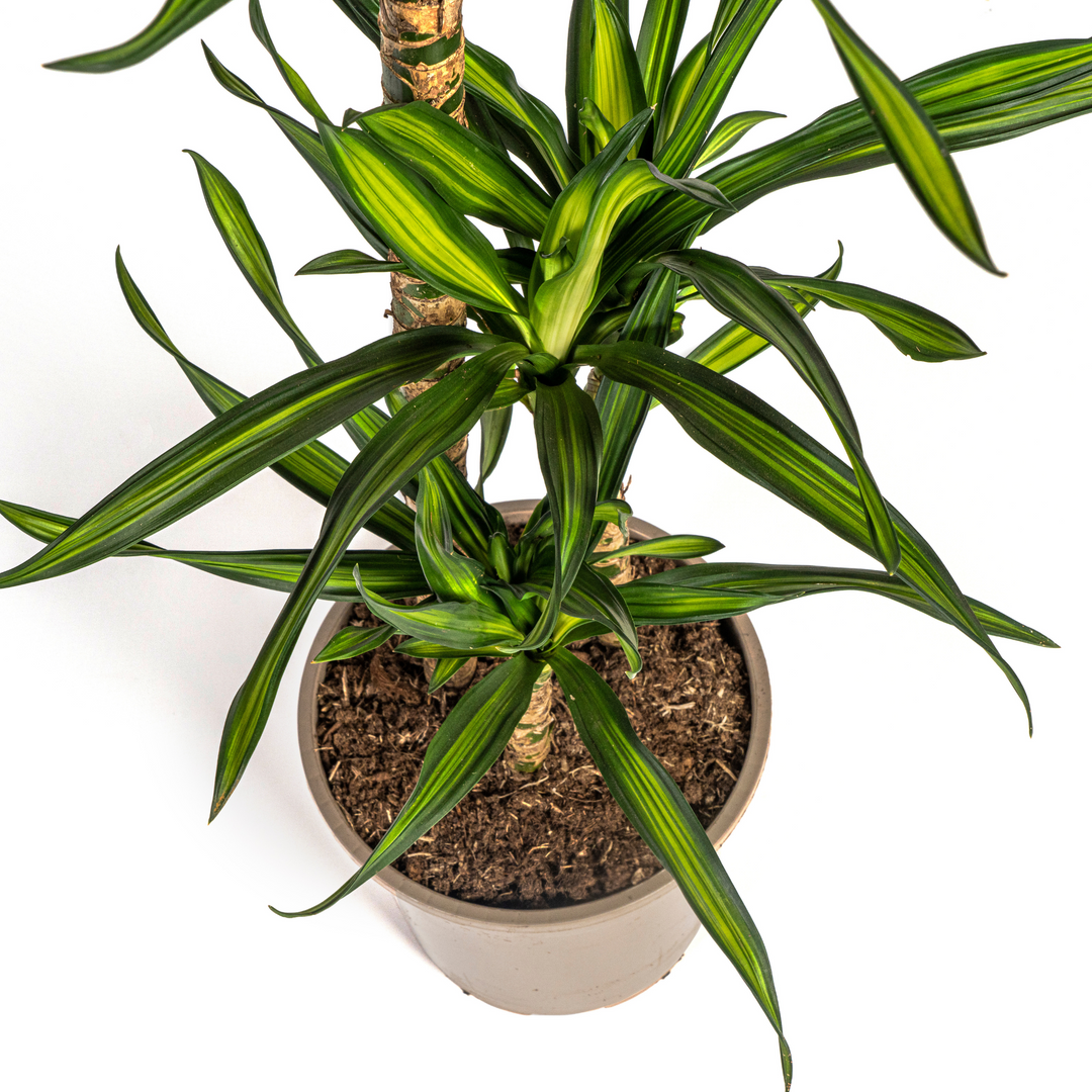 Dracaena Deremensis Rikki 90-110cm — Dragon Tree in 21cm pot