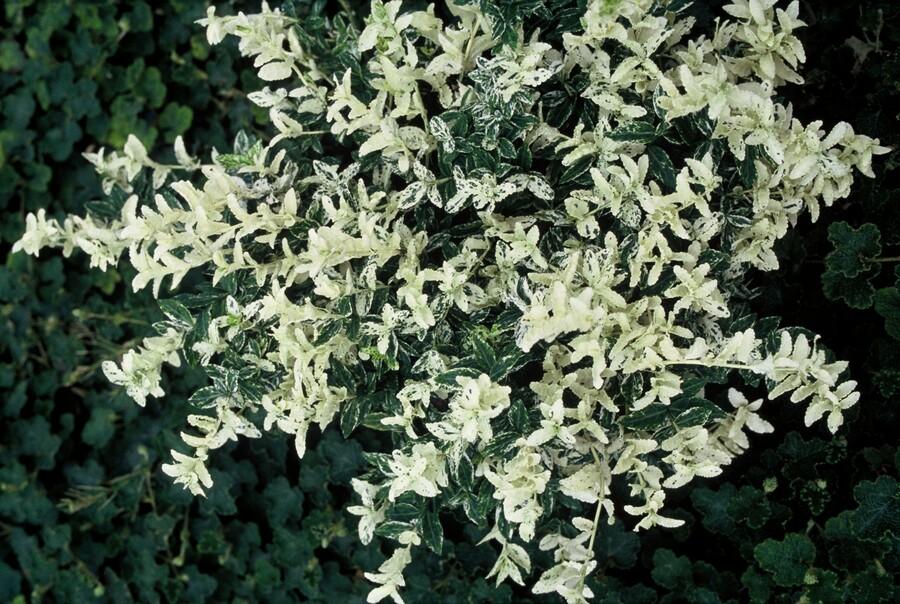 Euonymus Fortunei Harlequin - Variegated Evergreen Shrub 10-25cm