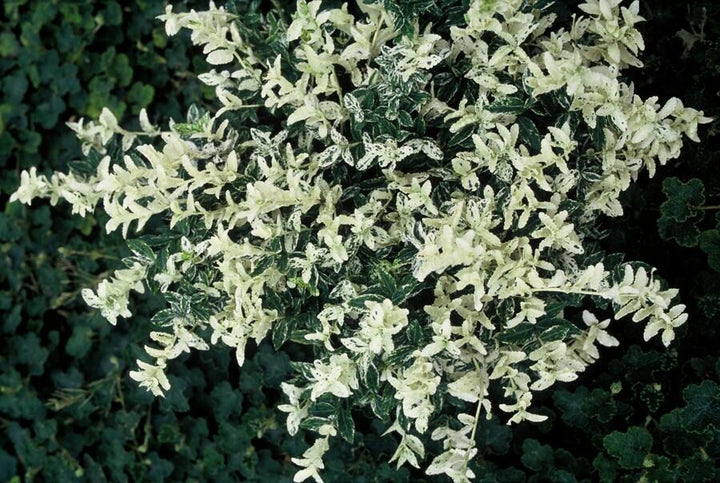 Euonymus Fortunei Harlequin - Variegated Evergreen Shrub 10-25cm