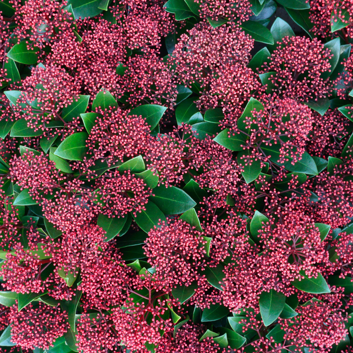 Set of 3 Skimmia ‘Rubella’ – Ø10.5 cm – ↨ 20-25 cm