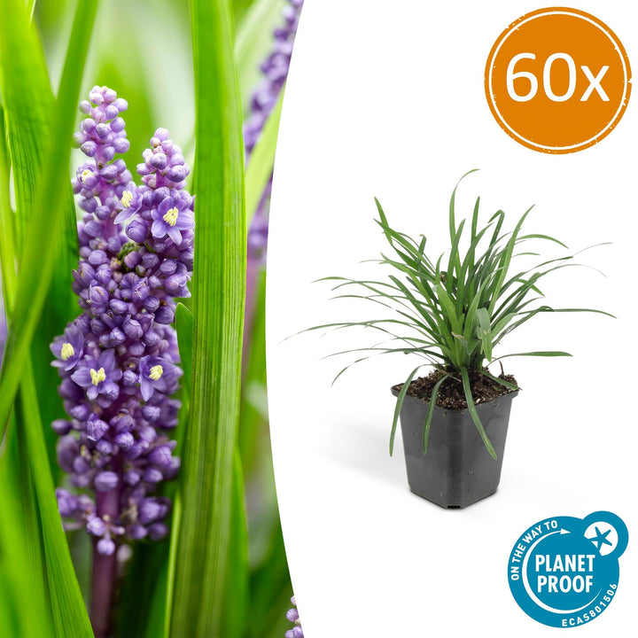 Liriope Muscari Big Blue - Purple Flowering Groundcover Plants