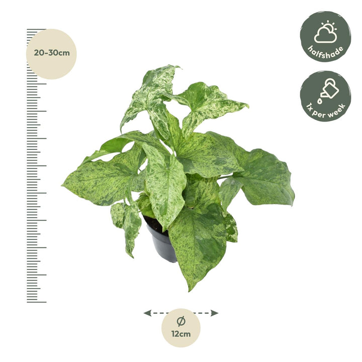 Variegated Syngonium Mottled Arrowhead Plant in a 25cm pot, featuring green and cream leaves, by Everspring.