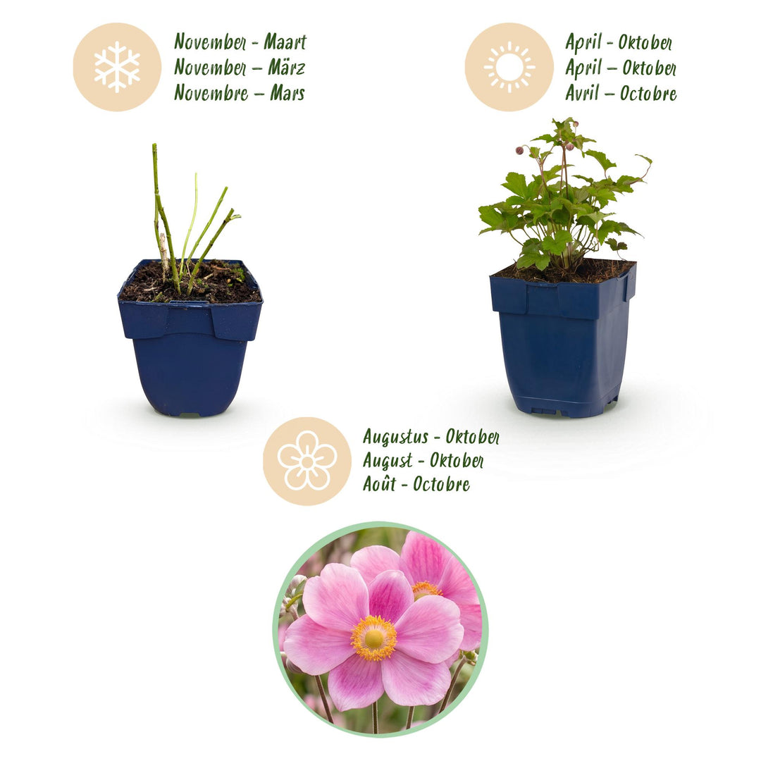 Plante vivace - Anemone hup. Splendens - Anémone d'automne - Ombre - Rose Foncé - 24 Plantes - Pot 11cm - Hauteur 15-25cm